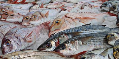 fischmarkt in koeln fischmarkt in koeln